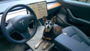 Tesla,Car,,Vienna,,Austria,,July,2019:,Close,Up,Senior,Dog